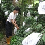 仔細用心的套袋玉荷包 (2斤5斤可合併計算.要1箱22斤才免運出貨) 1斤.搭科技公司福委會的大量團訂方案6/9~6/30