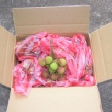 不灑農藥穿衣服的套袋玉荷包 (1斤2斤可合併計算.要1箱22斤才免運出貨)5斤.搭科技公司福委會的大量團訂方案6/9~6/30止