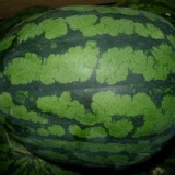 黃肉西瓜(限中壢.平鎮主購開團) 包甜的唷(一粒5~10斤)103~167元間.現場付款.多退少補 特價：$170