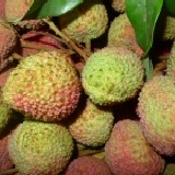 嚐先.嚐鮮.潮州玉荷包 (限中壢平鎮主購開團5/23~5/27)嚐先嚐鮮優惠價一斤