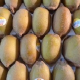 黃色奇異果 1箱25粒裝(暫收.多退少補)