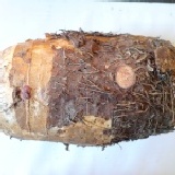 芋頭(潮州燒冷冰都用這家的芋頭) 真的鬆軟好煮又好吃(限中壢.平鎮主購開團)1.12~2斤(一袋) 特價：$100