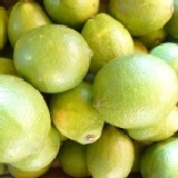 檸檬(無籽的) 產地直銷優惠價1袋(5.5斤網袋裝)