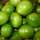 檸檬(無籽的) 產地直銷優惠價(1.4~1.5斤)1袋