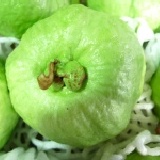 水晶芭樂 水晶芭樂1.14~2斤