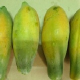 屏東網室紅肉木瓜 (限中壢.平鎮主購開團)1.12~2斤