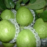 燕巢甘草芭樂(限中壢.平鎮主購開團) 甘草芭樂.我可是第一名的水果因為真的很優很甘甜(2斤半一袋)超級優惠價