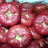 林邊黑珍珠蓮霧 限中壢平鎮主購開團. 每粒重量3.1~3.5兩5粒一斤(80元) 特價：$80