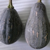 南瓜(網室栽培) 網室栽培南瓜.超級鬆軟又清甜皮薄好煮又好吃(限中壢.平鎮主購)一袋 特價：$100