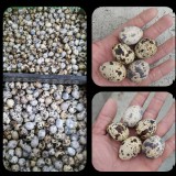 菁英蛋鵪鶉蛋(生)70顆