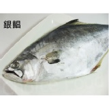 【巧益市】銀鯧．海鮮．CF000135 鯧家三姊妹！銀錩二姐～