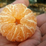 【余阿爸正宗頂級砂糖橘】 特價：$499