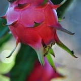 有機 紅肉 火龍果 特價:$300 有機 紅肉 火龍果 特價:$300