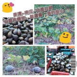 甜美豐碩的無毒【南瓜】