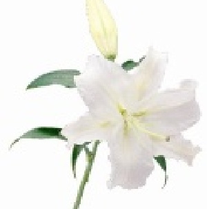 (綜合)香水百合~白.黃.紅色