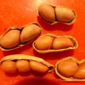 黃金9號豆(花生)