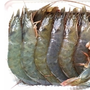 極凍白蝦-超特大(16尾/500g)