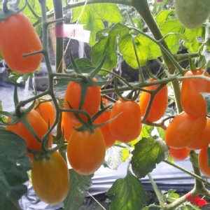 【美濃好山好水-李爸特甜橙蜜番茄】五斤禮盒 特價：$399