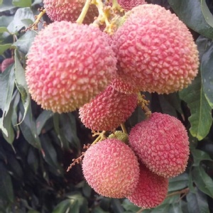 【大樹統嶺-外銷日本等級特級玉荷包】5斤禮盒裝 特價：$450