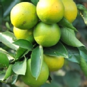 小醜柳丁一袋8斤