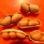 黃金9號豆(花生)