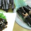 北海道長昆布(70公克/包)