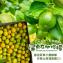 【花蓮新城佳興冰果室-帶皮檸檬煉乳汁】1250ml
