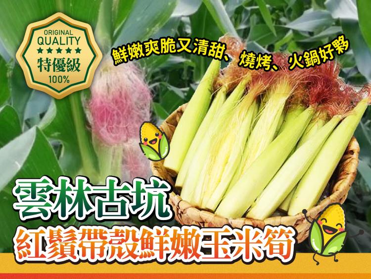 【2026雲林古坑 -特優級紅鬚帶殼鮮嫩玉米筍】9/18中午12點收單