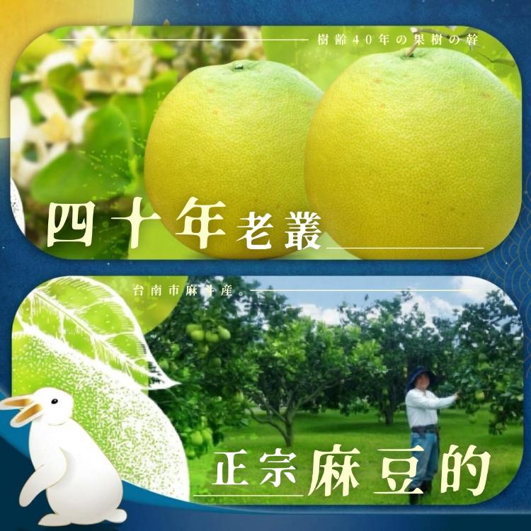 2026【麻豆李清泉-40年老欉頂級大白柚】