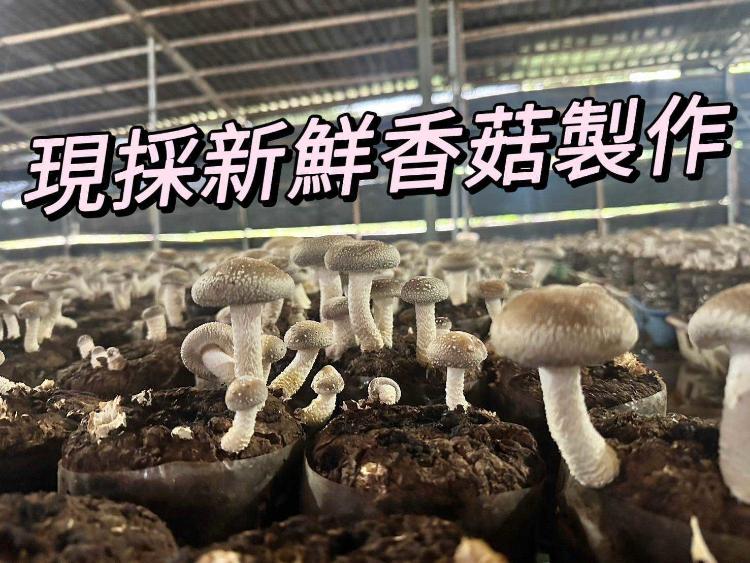 新社香菇