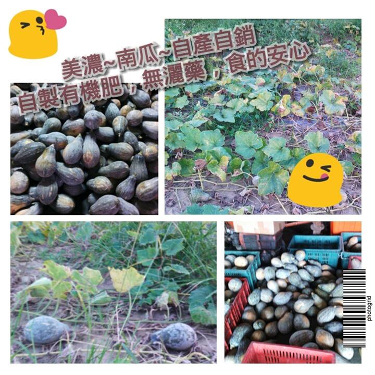 甜美豐碩的無毒【南瓜】