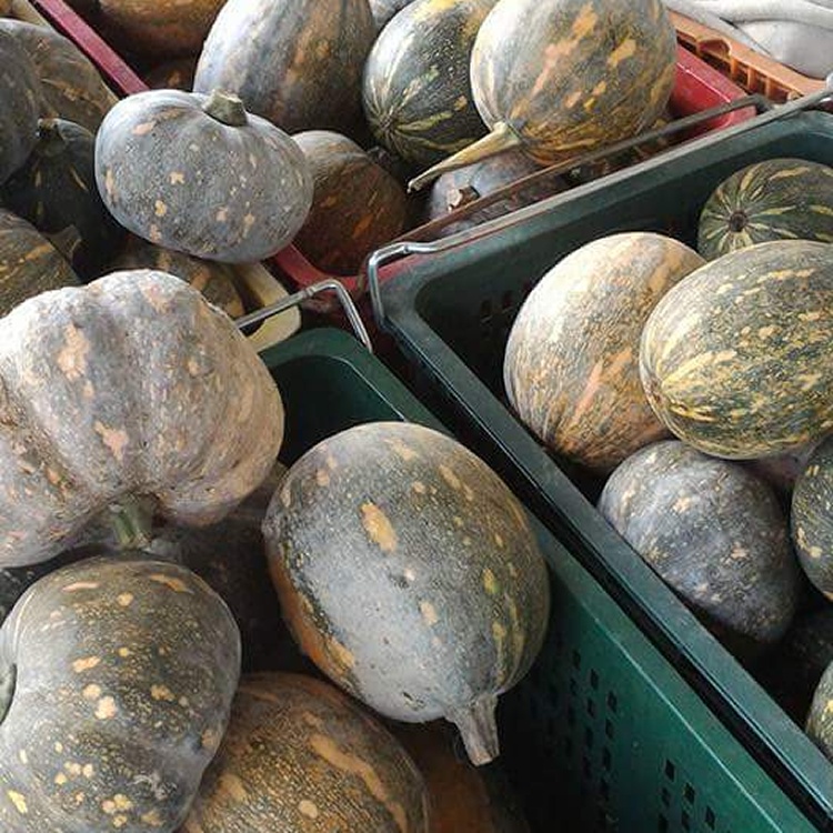 甜美豐碩的無毒【南瓜】