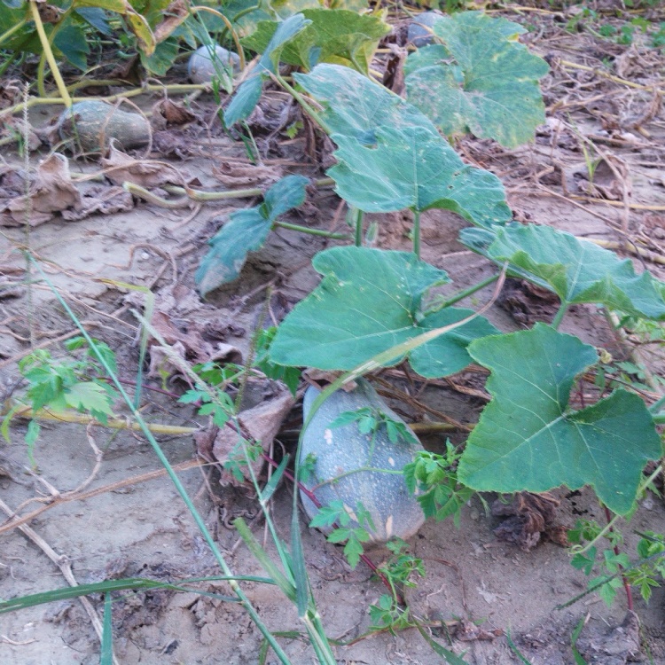 甜美豐碩的無毒【南瓜】