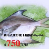 活凍 越南白鯧魚