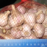 新春蒜頭 外縣市一袋2斤