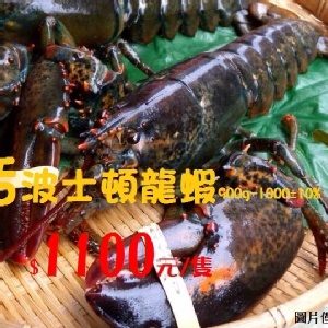 『活』波士頓龍蝦