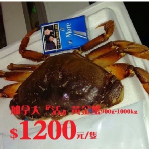 『活』加拿大黃金蟹
