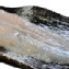 新鮮魴魚(多利魚)*1000g (4~5片裝)