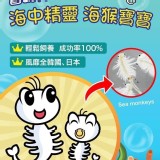 海猴寶寶培養組