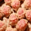 火腿蝦燒賣Ham Dumpling