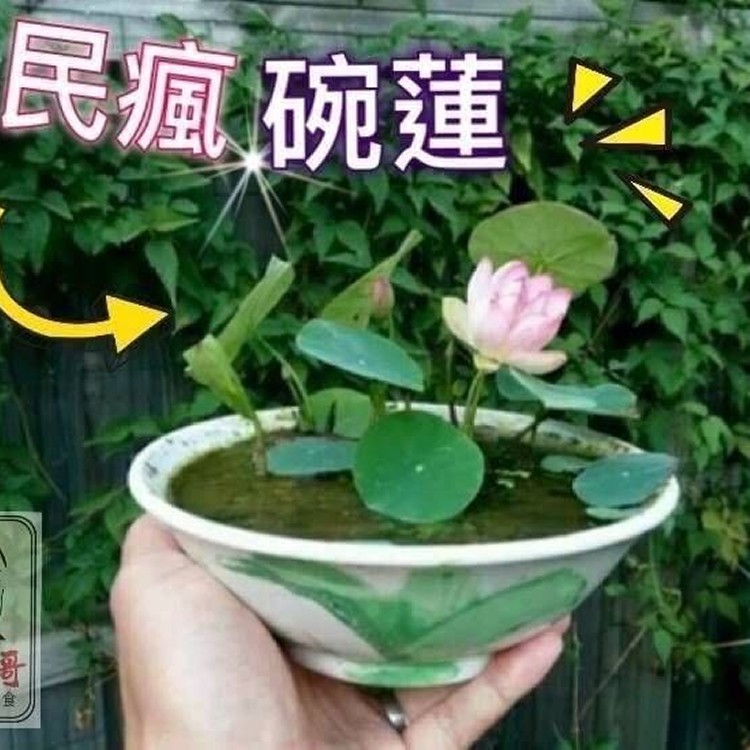 四季荷花碗蓮種子