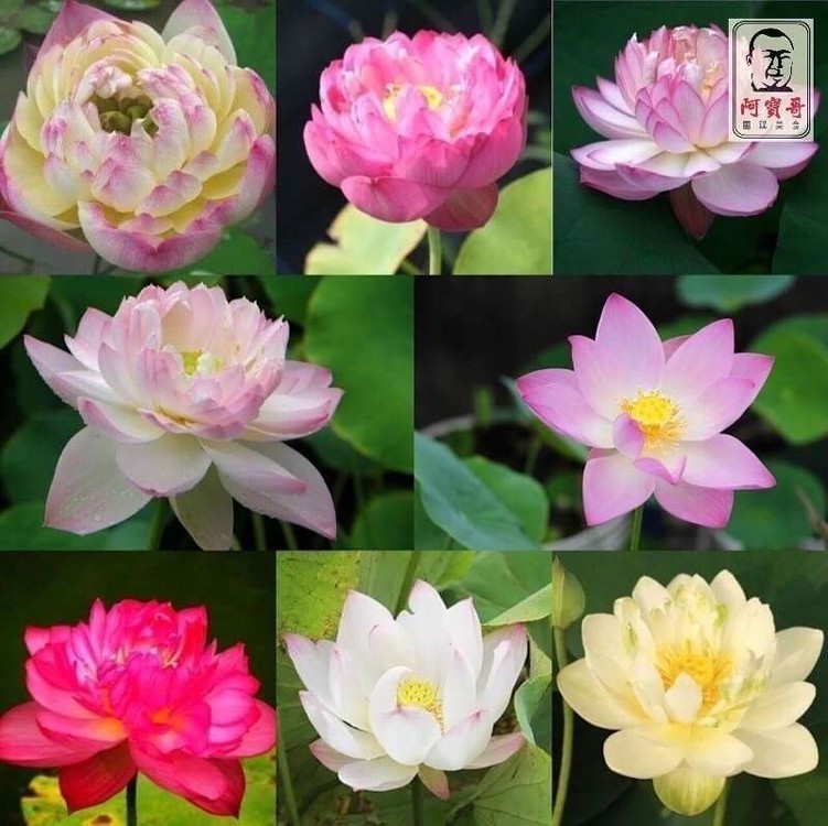 四季荷花碗蓮種子