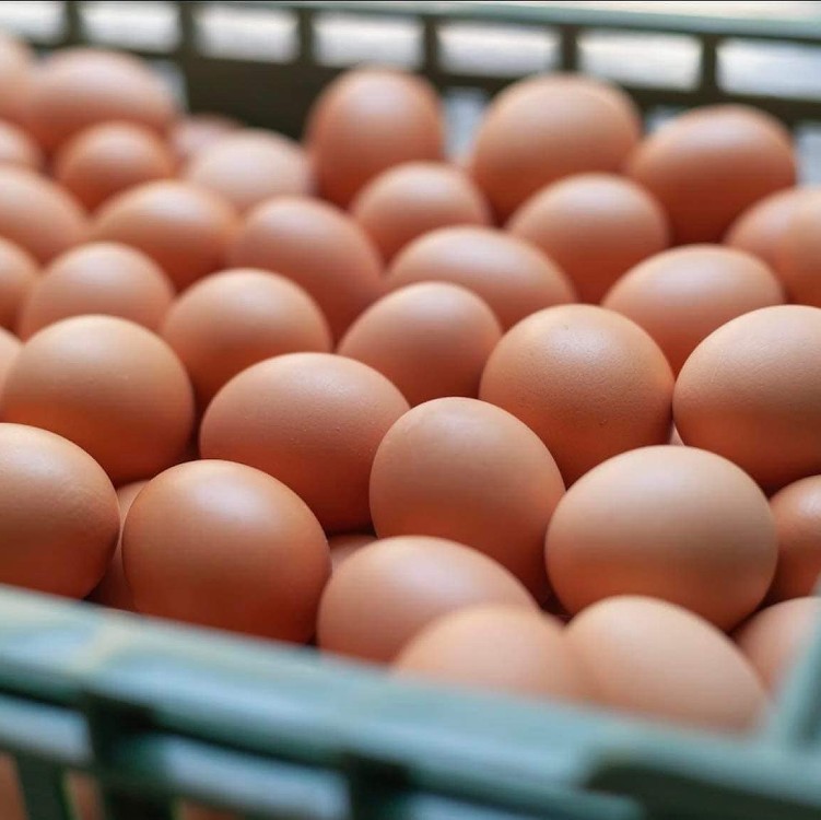 人道飼養天然の蛋