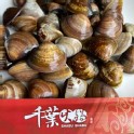 文蛤(一台斤)