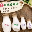 有機杏鮑菇(A級-1000g)