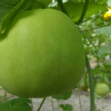 溫室美濃香瓜-嚴選良級瓜(箱購)