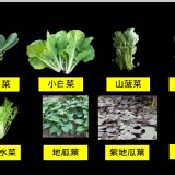 蔬菜組合包(每組3 包菜)-請在備註留下想要的蔬菜