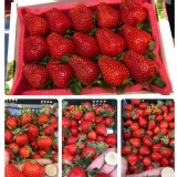 🍓草莓4號