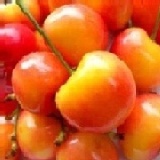 西北白櫻桃(禮盒裝9.5row)