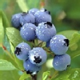 加州奧勒岡空運藍莓(每小盒170g) 特價：$135